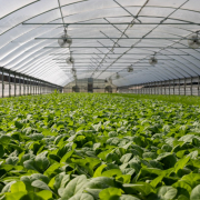 field-of-plants-in-greenhouse-stockpack-pexels.jpg Field of plants in greenhouse
