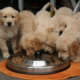 golden-retriever-puppy-dog-puppy-while-it-is-eating-cute-puppy-stockpack-pixabay.jpg golden retriever puppy, dog puppy while it is eating, cute puppy