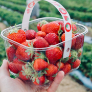 strawberries-in-white-plastic-basket-stockpack-unsplash.jpg strawberries in white plastic basket
