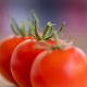 tomatoes-vegetable-food-stockpack-pixabay.jpg tomatoes, vegetable, food