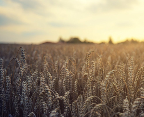 wheat-field-harvest-stockpack-pixabay.jpg wheat, field, harvest