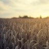 wheat, field, harvest