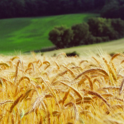 wheat-summer-landscape-stockpack-pixabay.jpg wheat, summer, landscape