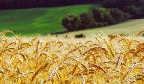 wheat, summer, landscape