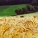 wheat-summer-landscape-stockpack-pixabay.jpg wheat, summer, landscape