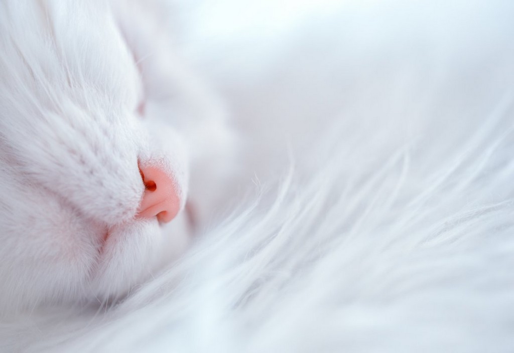 cat-sleep-sleeping-cat-stockpack-pixabay.jpg cat, sleep, sleeping cat