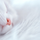 cat, sleep, sleeping cat