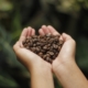 coffee-coffee-beans-aroma-stockpack-pixabay.jpg coffee, coffee beans, aroma