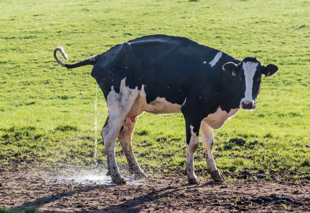 cow-beef-is-necessary-stockpack-pixabay.jpg cow, beef, is necessary