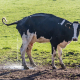 cow-beef-is-necessary-stockpack-pixabay.jpg cow, beef, is necessary