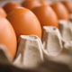 egg-egg-holder-reproduction-stockpack-pixabay.jpg egg, egg holder, reproduction