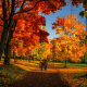 fall, autumn, nature