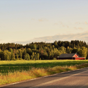 forest, road, summer