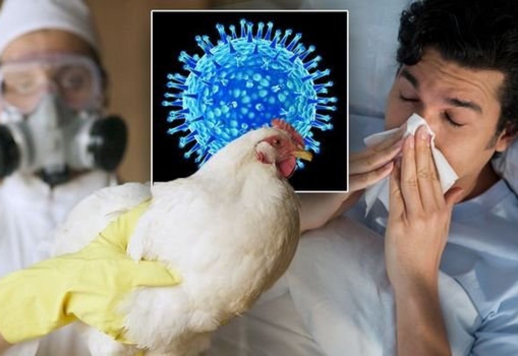 gripa aviara Gripa Aviara