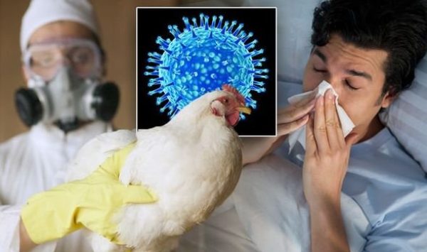 Gripa Aviara