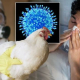 gripa aviara Gripa Aviara