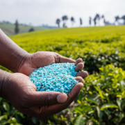 Hands holding blue fertilizer