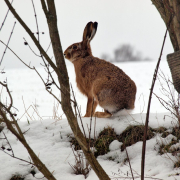 rabbit-rabbits-free-living-stockpack-pixabay.jpg rabbit, rabbits, free living