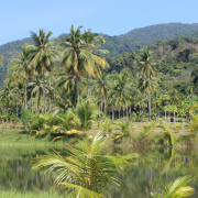 rain forest, palm trees, river