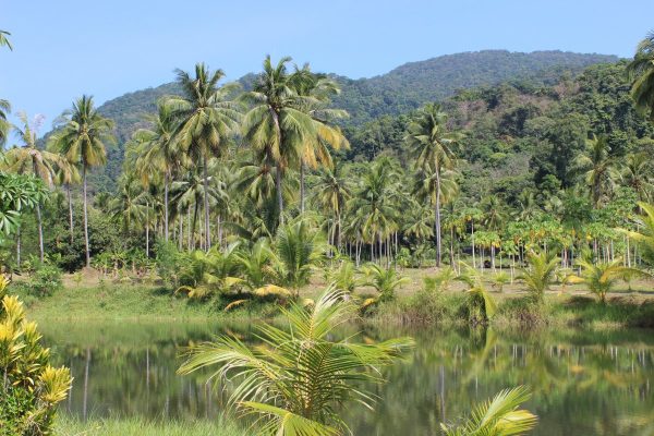 rain forest, palm trees, river
