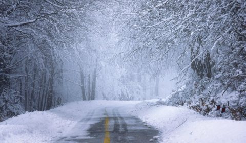 road, forest, snow
