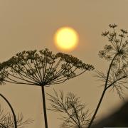 sun-smoke-wildfire-stockpack-pixabay.jpg sun, smoke, wildfire