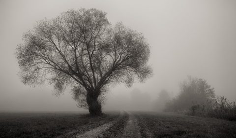 tree, fog, landscape