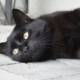animal-portrait-cat-black-cat-stockpack-pixabay.jpg animal portrait, cat, black cat