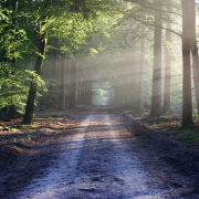 avenue-trees-path-stockpack-pixabay.jpg avenue, trees, path