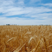 brown-wheat-field-under-blue-sky-during-daytime-stockpack-unsplash.jpg brown wheat field under blue sky during daytime