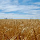 brown-wheat-field-under-blue-sky-during-daytime-stockpack-unsplash.jpg brown wheat field under blue sky during daytime
