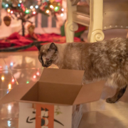 cat, box, siamese