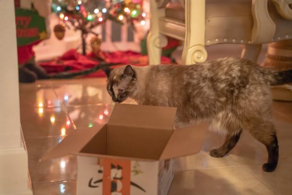cat, box, siamese