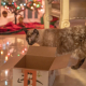 cat, box, siamese
