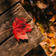 fallen-leaf-on-wooden-surface-stockpack-pexels.jpg Fallen leaf on wooden surface