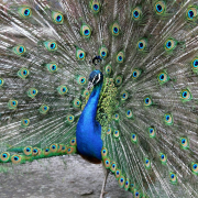 peacock-tail-male-stockpack-pixabay.jpg peacock, tail, male