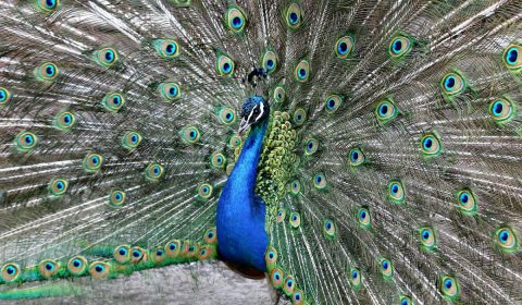 peacock, tail, male