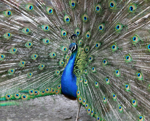 peacock-tail-male-stockpack-pixabay.jpg peacock, tail, male