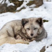 polar-fox-winter-animal-stockpack-pixabay.jpg polar fox, winter, animal