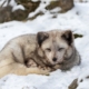 polar-fox-winter-animal-stockpack-pixabay.jpg polar fox, winter, animal