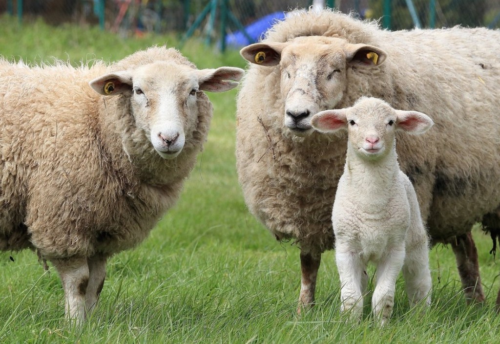 sheep-lamb-animals-stockpack-pixabay.jpg sheep, lamb, animals