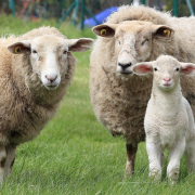 sheep, lamb, animals