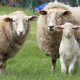 sheep-lamb-animals-stockpack-pixabay.jpg sheep, lamb, animals