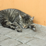 tomcat-cat-kitten-stockpack-pixabay.jpg tomcat, cat, kitten
