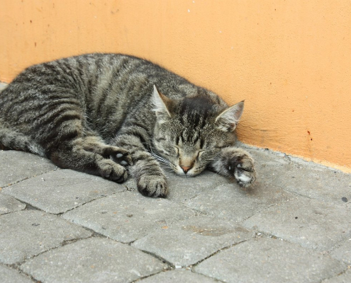 tomcat-cat-kitten-stockpack-pixabay.jpg tomcat, cat, kitten