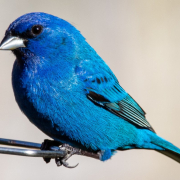 a-male-indigo-bunting-perched-on-the-feeder-stockpack-unsplash.jpg A male indigo bunting perched on the feeder.