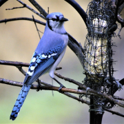 bird-bluejay-colorful-stockpack-pixabay.jpg bird, bluejay, colorful