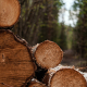 brown-tree-log-in-tilt-shift-lens-stockpack-unsplash.jpg brown tree log in tilt shift lens
