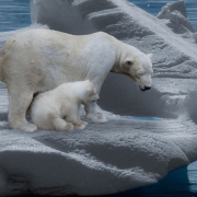 icebear-polar-bears-predator-stockpack-pixabay.jpg icebear, polar bears, predator