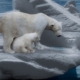 icebear, polar bears, predator